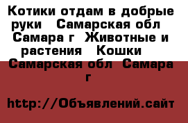 Котики отдам в добрые руки - Самарская обл., Самара г. Животные и растения » Кошки   . Самарская обл.,Самара г.